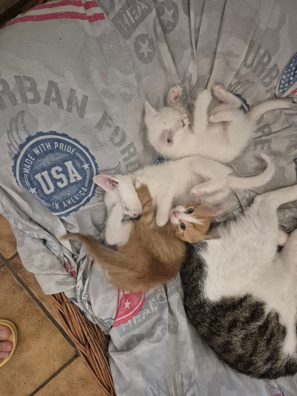 3 hele lieve tamme kittens, Dieren en Toebehoren, Meerdere dieren, Kortharig, 0 tot 2 jaar