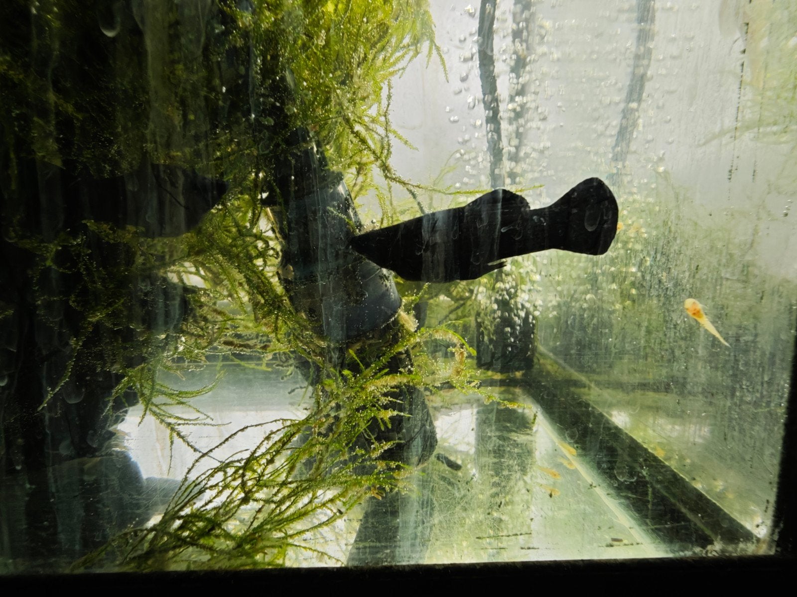 black Molly, Dieren en Toebehoren, Vis