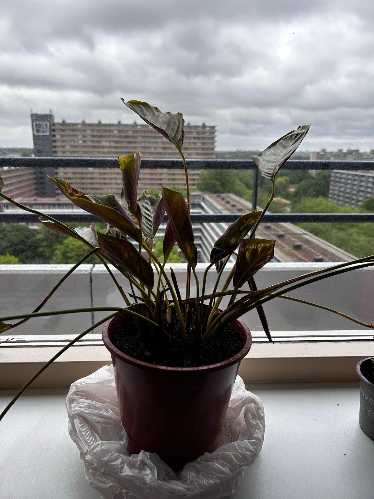 Calathea plant - Prachtige kamerplant, Overige soorten, In pot, Minder dan 100 cm, Groene kamerplant