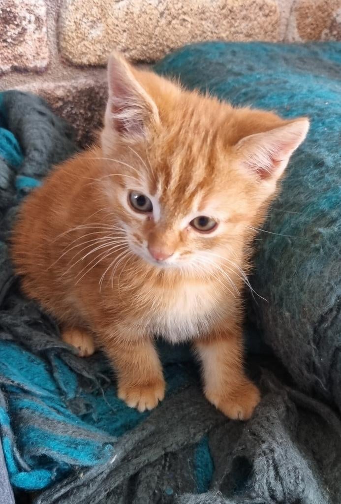 Rood kitten - katertje 🥰, Dieren en Toebehoren, Kater, Ontwormd, 0 tot 2 jaar