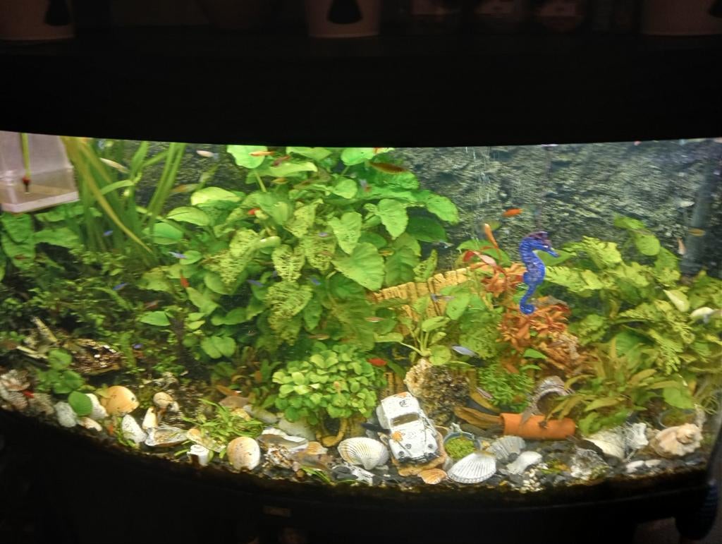 Wie heeft er gratis guppen over voor mijn aquarium, Vis