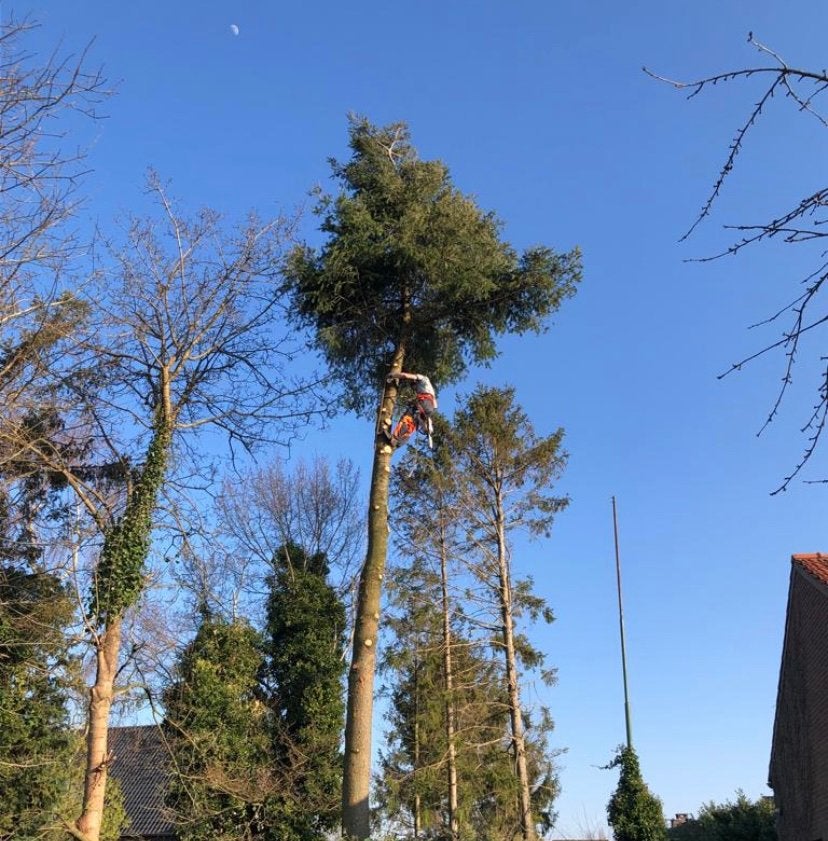 Boom kappen, Tuinonderhoud of Snoeiwerk