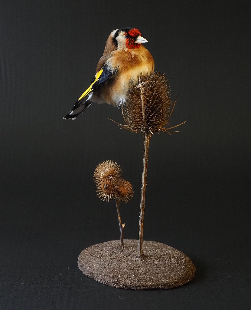 Opgezette Putter, Ophalen, Nieuw, Vogel, Opgezet dier