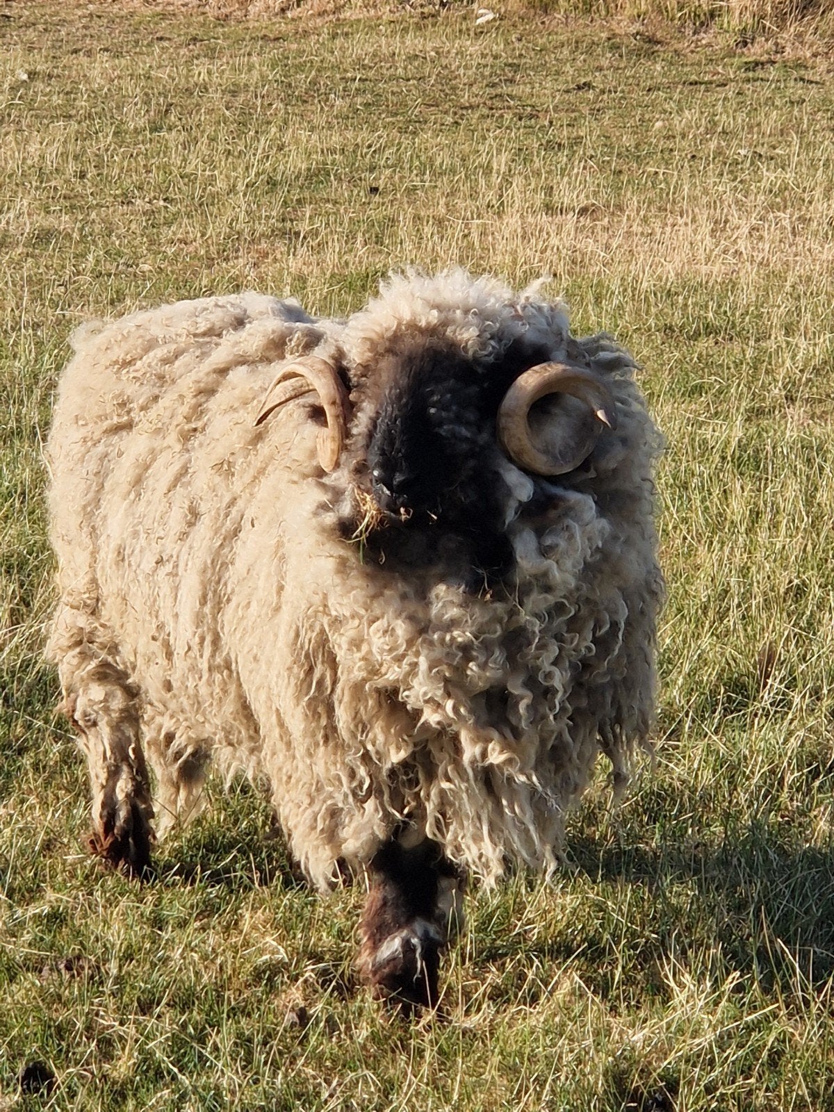 Walliser schwarznase dekram, Mannelijk, Schaap, 0 tot 2 jaar