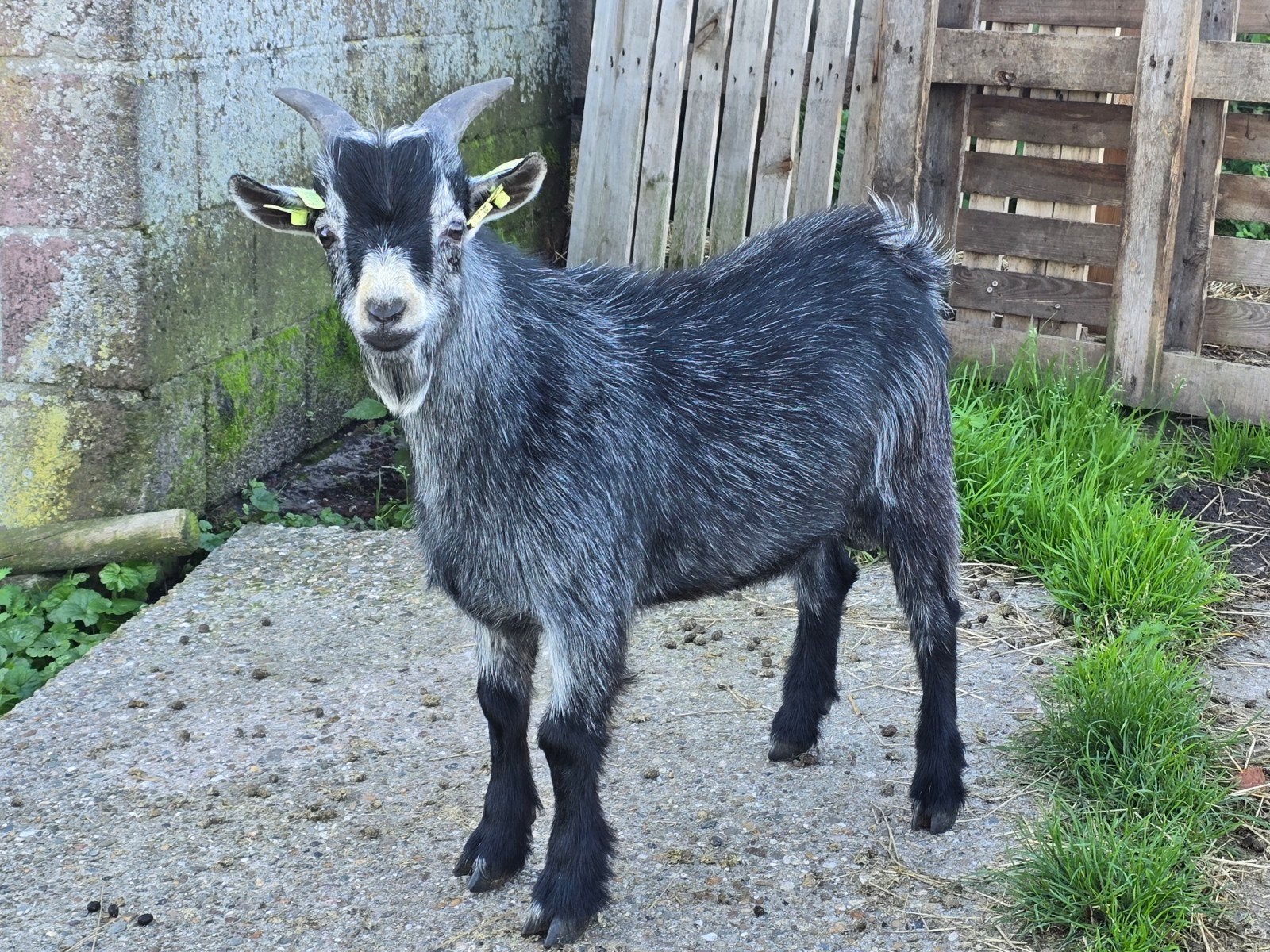 Klleurzuivere blauwschimmel dekbok (Type dwerg geit), Dieren en Toebehoren, Mannelijk, Geit, 0 tot 2 jaar