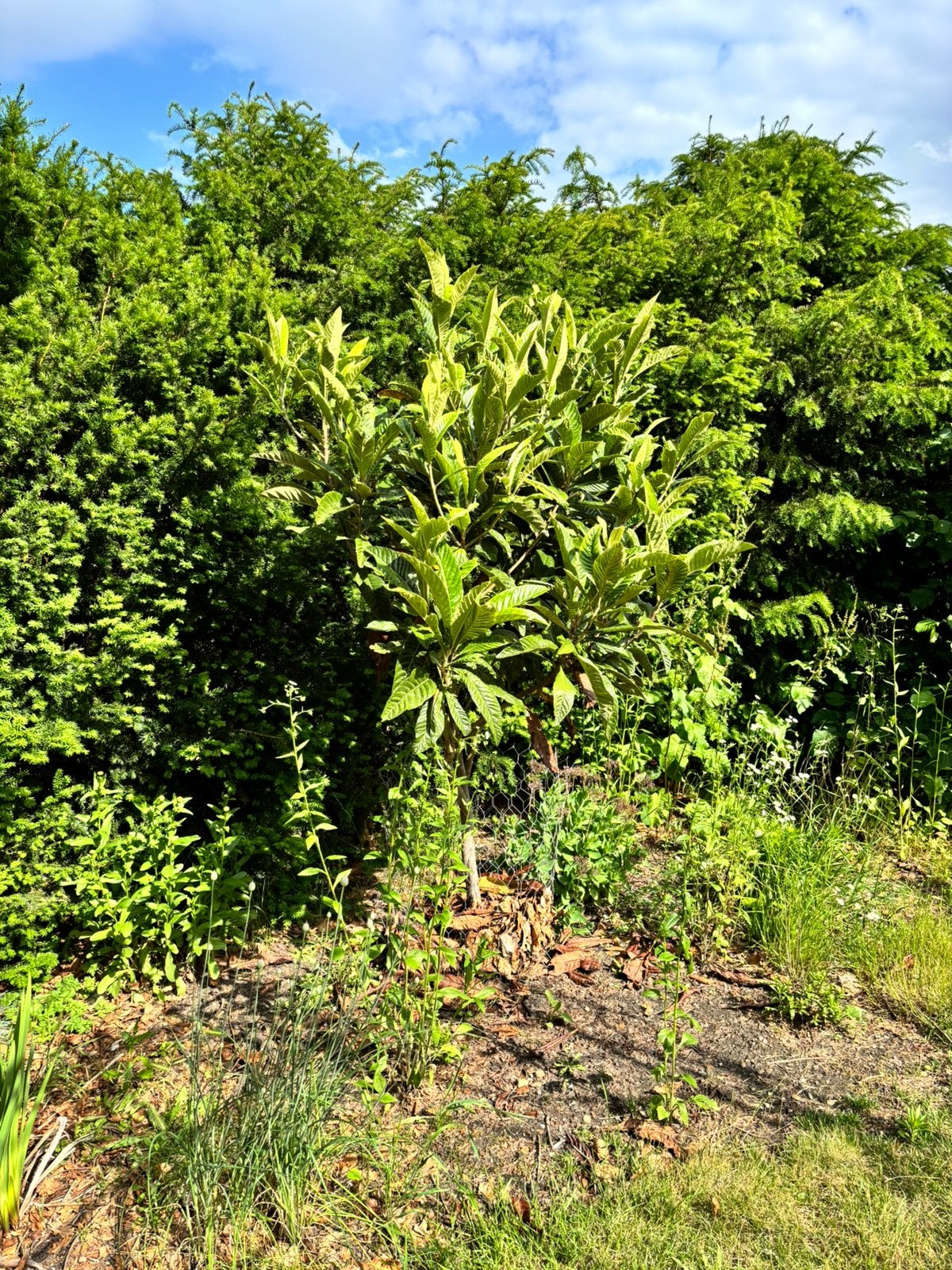 Japanse Wolmispel – Grote volwassen boom, Ophalen, 100 tot 250 cm