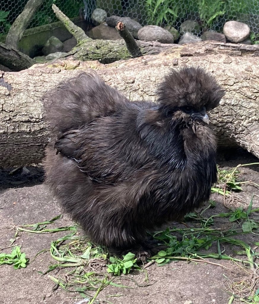 2 zijdehoender kippen,  hennen en een haan 1 jaar oud, Dieren en Toebehoren, Meerdere dieren, Kip