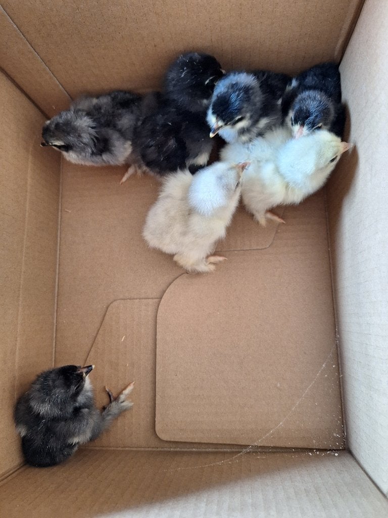 Brahma wit/zwart kuikens te koop, Geslacht onbekend, Kip