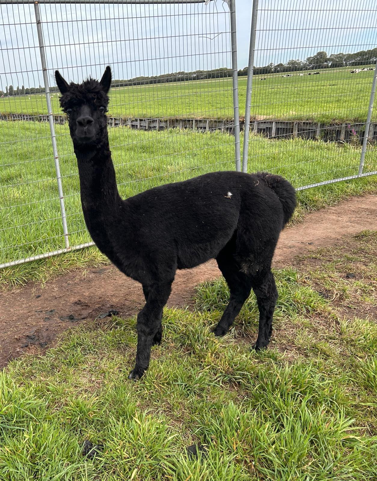 Foto 4 van Mooie zwarte alpaca hengst