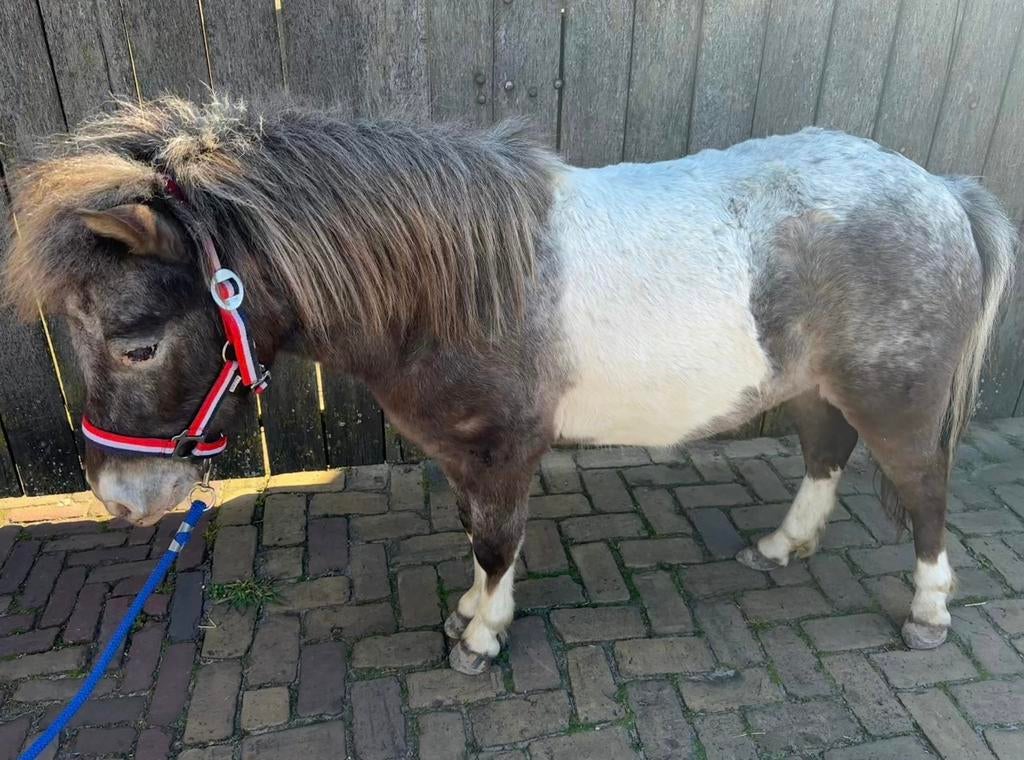 Verzorger / bijrijder gezocht voor jonge Shetlander, Dieren en Toebehoren, Ophalen