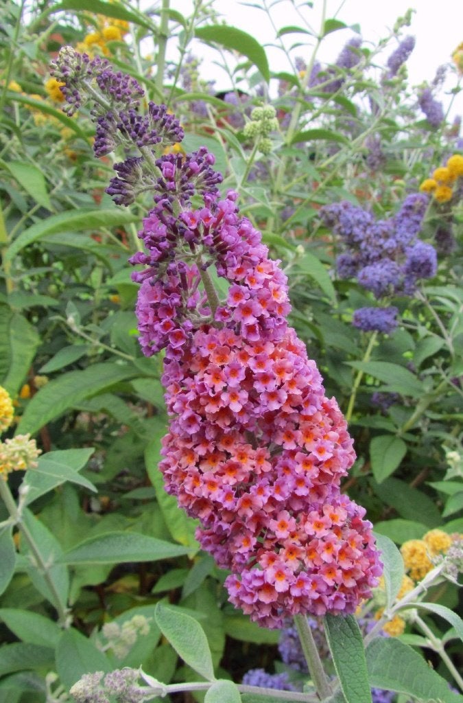 Buddleja dav. 'Flower Power' Vlinderstruik in 2l pot, Tuin en Terras, Volle zon, Vaste plant, Zomer, Ophalen