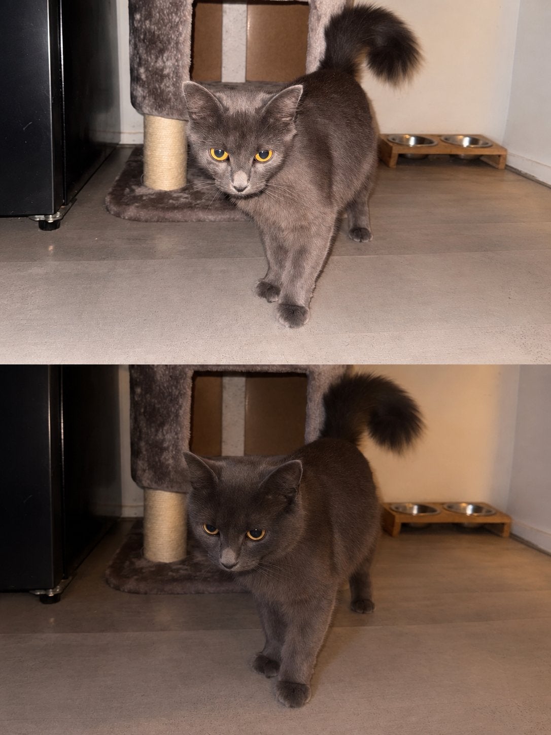 Lieve poes mimi, Dieren en Toebehoren