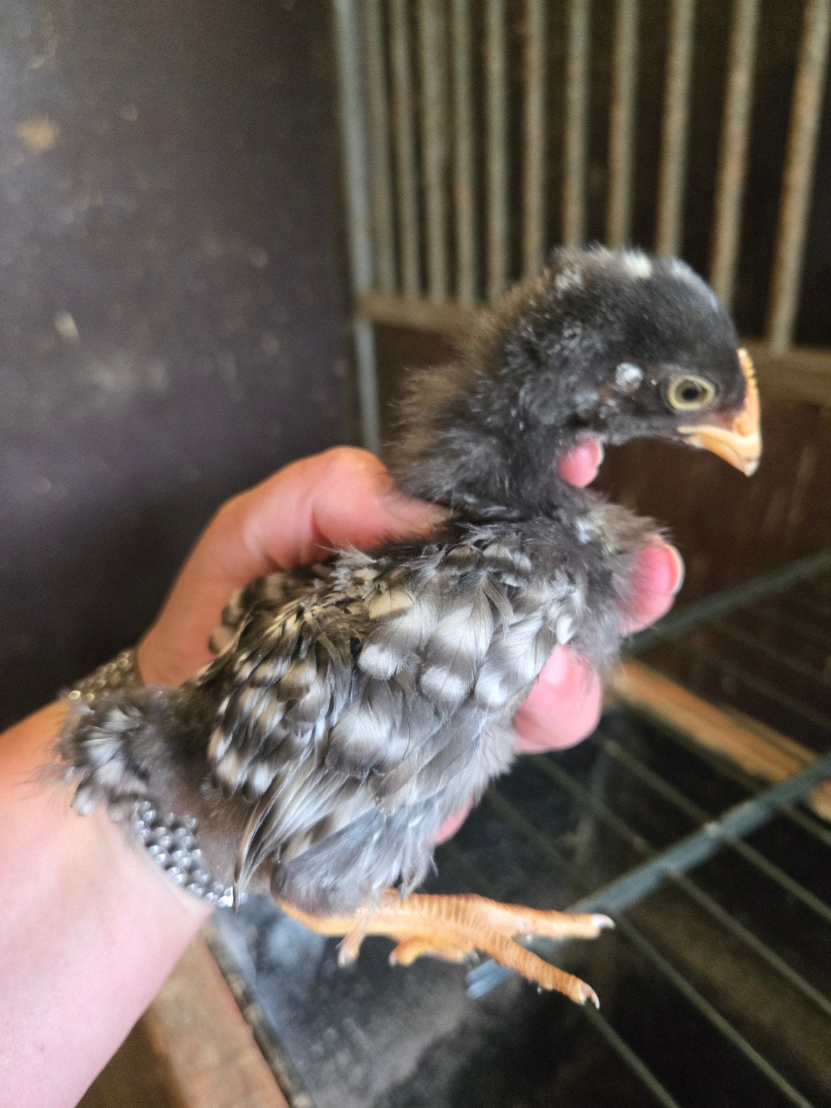 4 Kuikens vandaag ophalen, Dieren en Toebehoren, Meerdere dieren, Kip