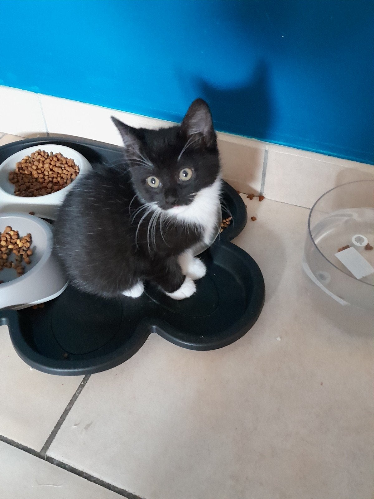 GRATIS NOG 4 KITTENS ZEER SCHATTIG ZOEKEN GOUDE MANDJE, Dieren en Toebehoren, Meerdere dieren, Ontwormd