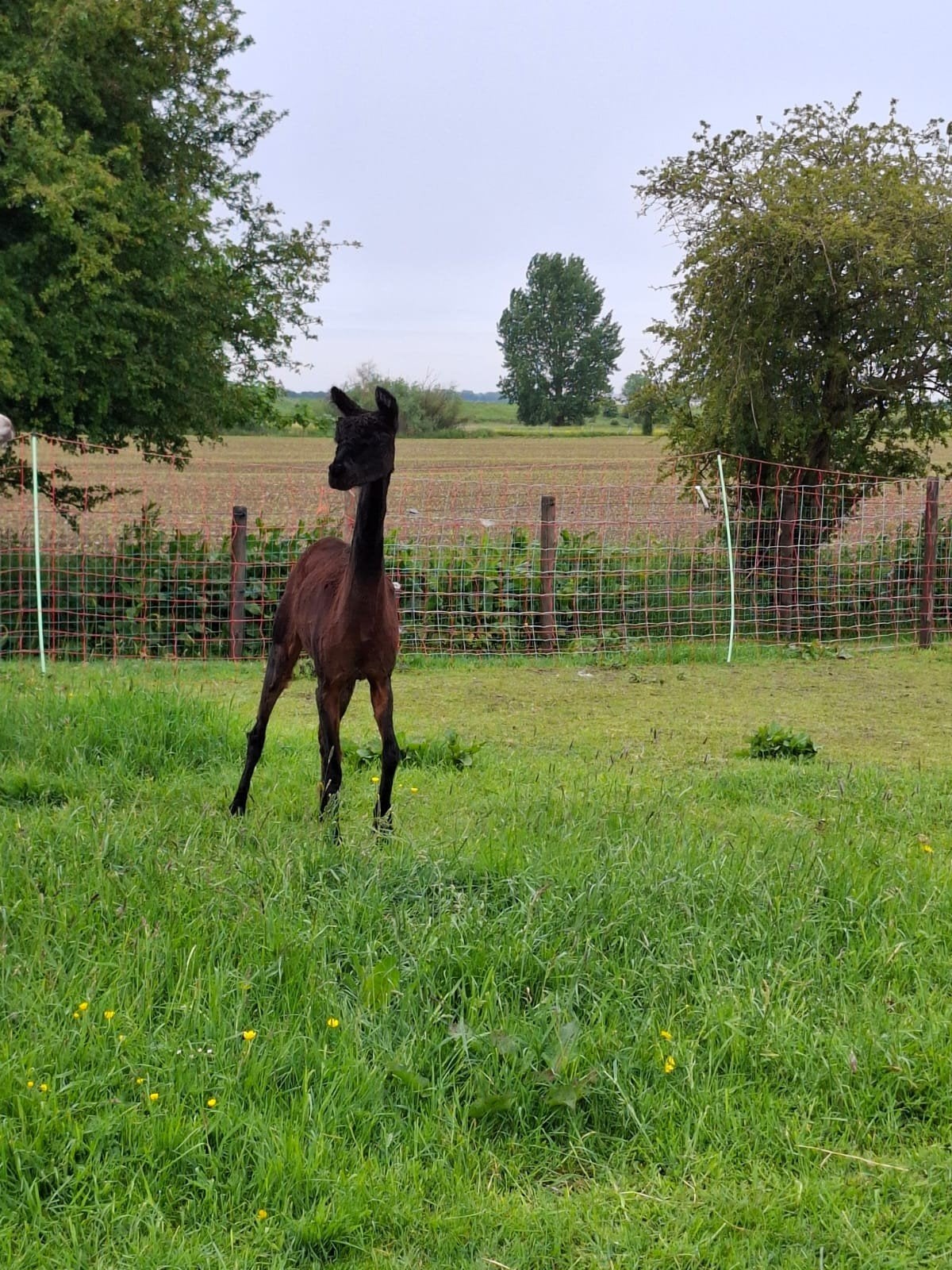 Merrie alpaca, Dieren en Toebehoren, Mei, Vrouwelijk