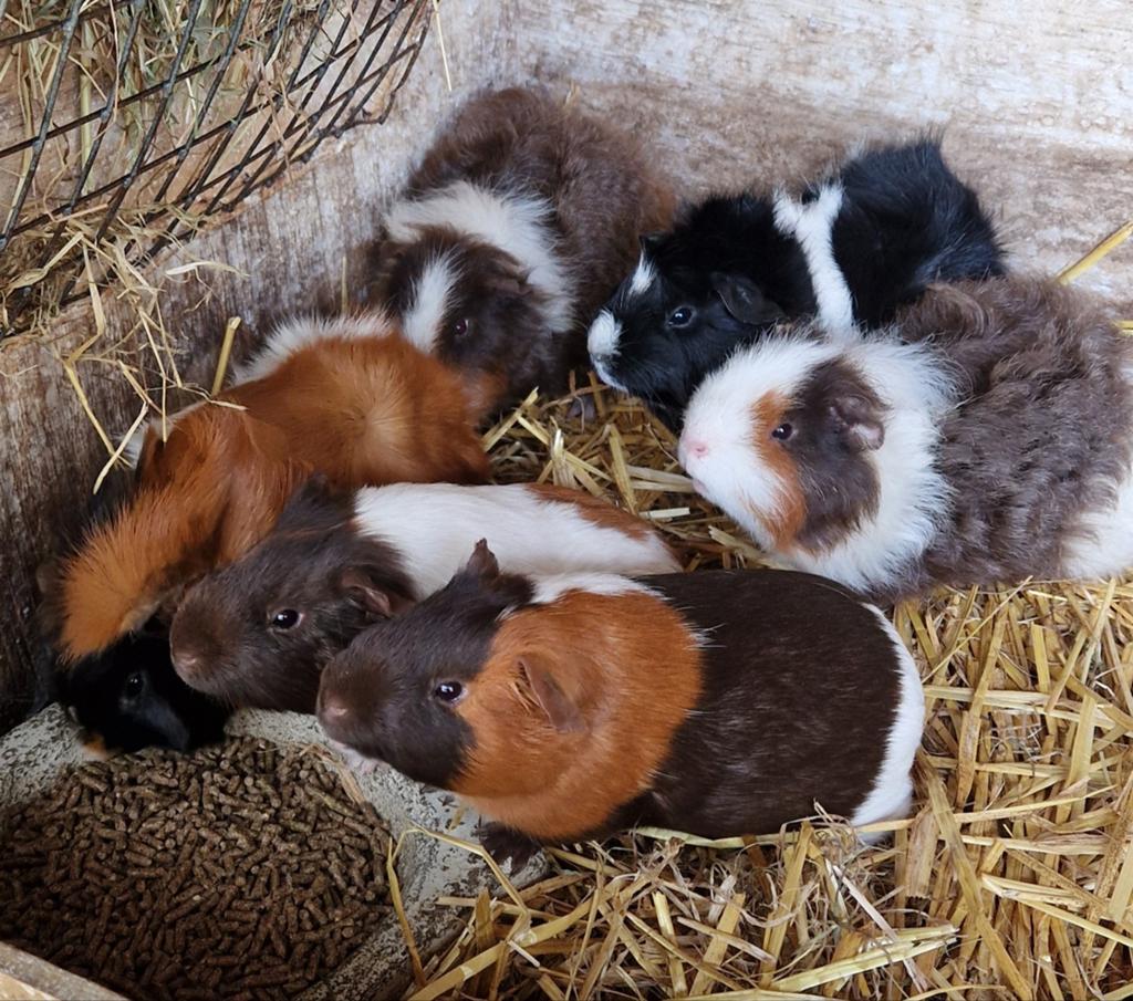 Cavia's jonge vrouwtjes, Dieren en Toebehoren, Knaagdieren, Januari, Vrouwelijk, Cavia