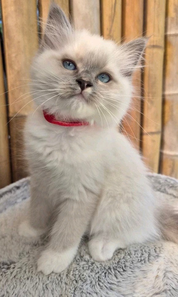 ragdoll poesjes 10 weken,  gevaccineerd, chip paspoort, Dieren en Toebehoren, Katten en Kittens | Raskatten | Langhaar, Poes, Gechipt