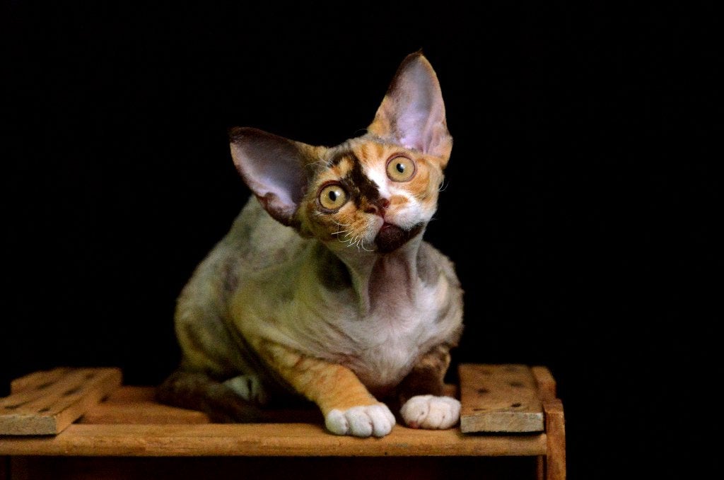Devon rex, Meerdere dieren, Met stamboom, 0 tot 2 jaar