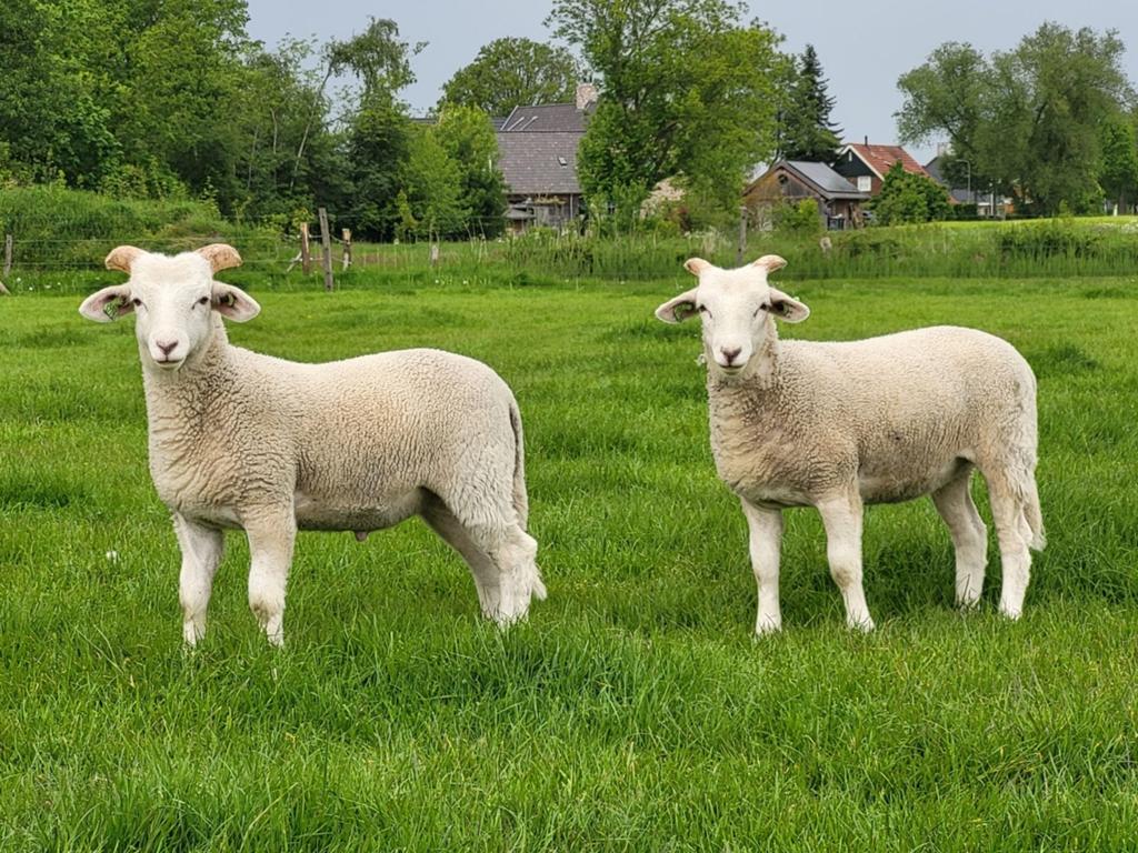 Wiltshire horn lammeren, Dieren en Toebehoren, Schapen, Geiten en Varkens, Schaap, Meerdere dieren
