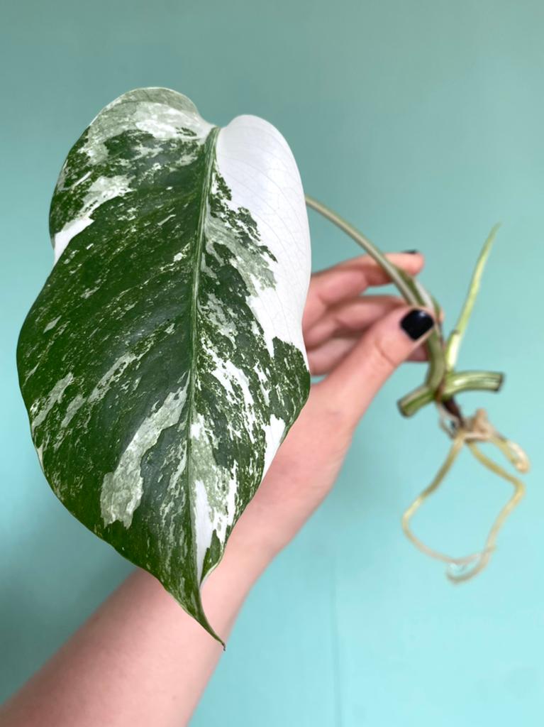 Topkwaliteit, witte Monstera Albo Variegata stek, Huis en Inrichting, Kamerplanten, Ophalen