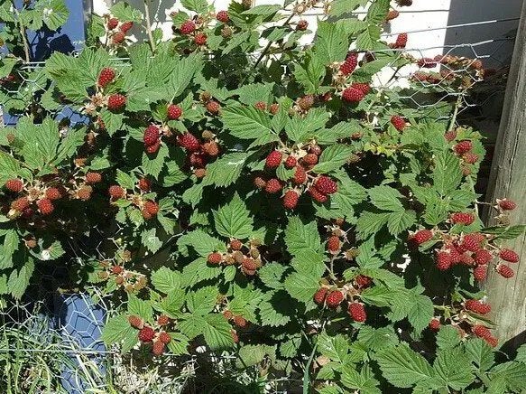 Loganbes stekje, Tuin en Terras, Planten | Tuinplanten, Volle zon, Vaste plant, Zomer, Ophalen
