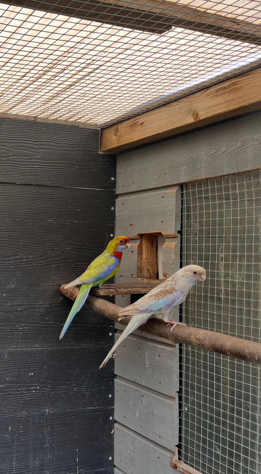 Mooi bewezen koppel Rosella’s., Dieren en Toebehoren, Vogels | Parkieten en Papegaaien, Meerdere dieren, Parkiet, Geringd