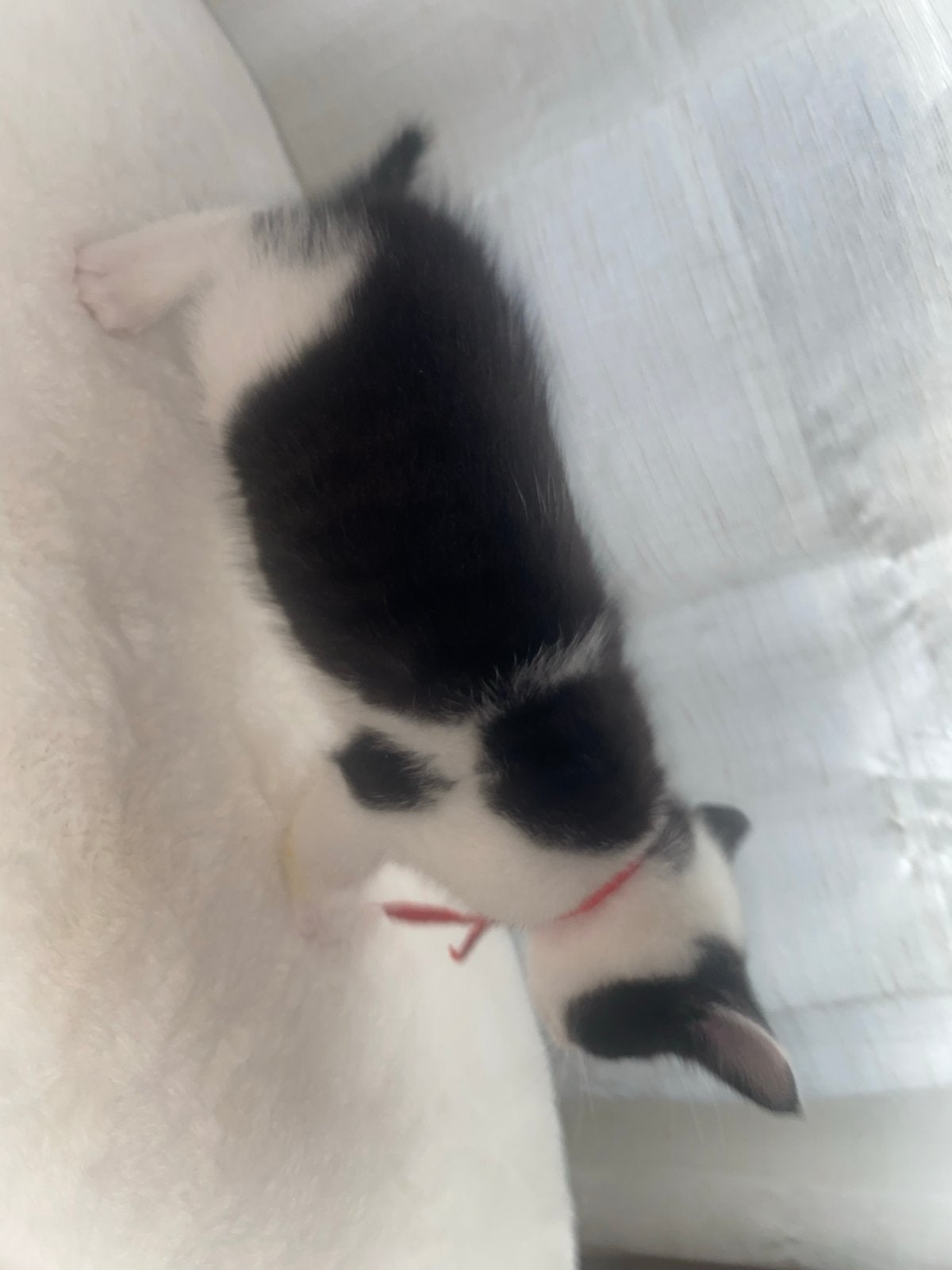 Kittens, Dieren en Toebehoren, Katten en Kittens | Overige Katten, Poes