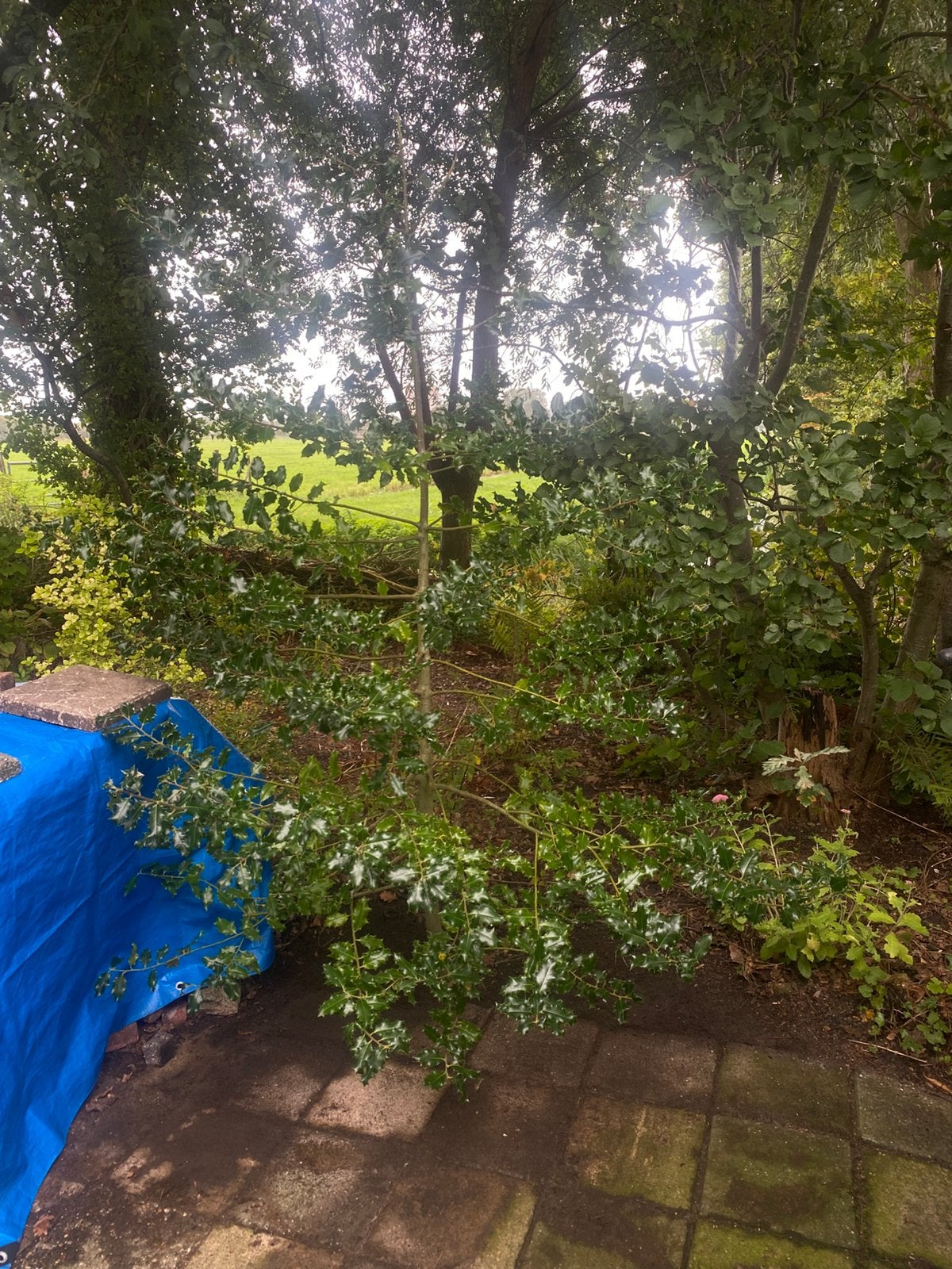 Hulstboompje, gratis., Ophalen, Overige soorten