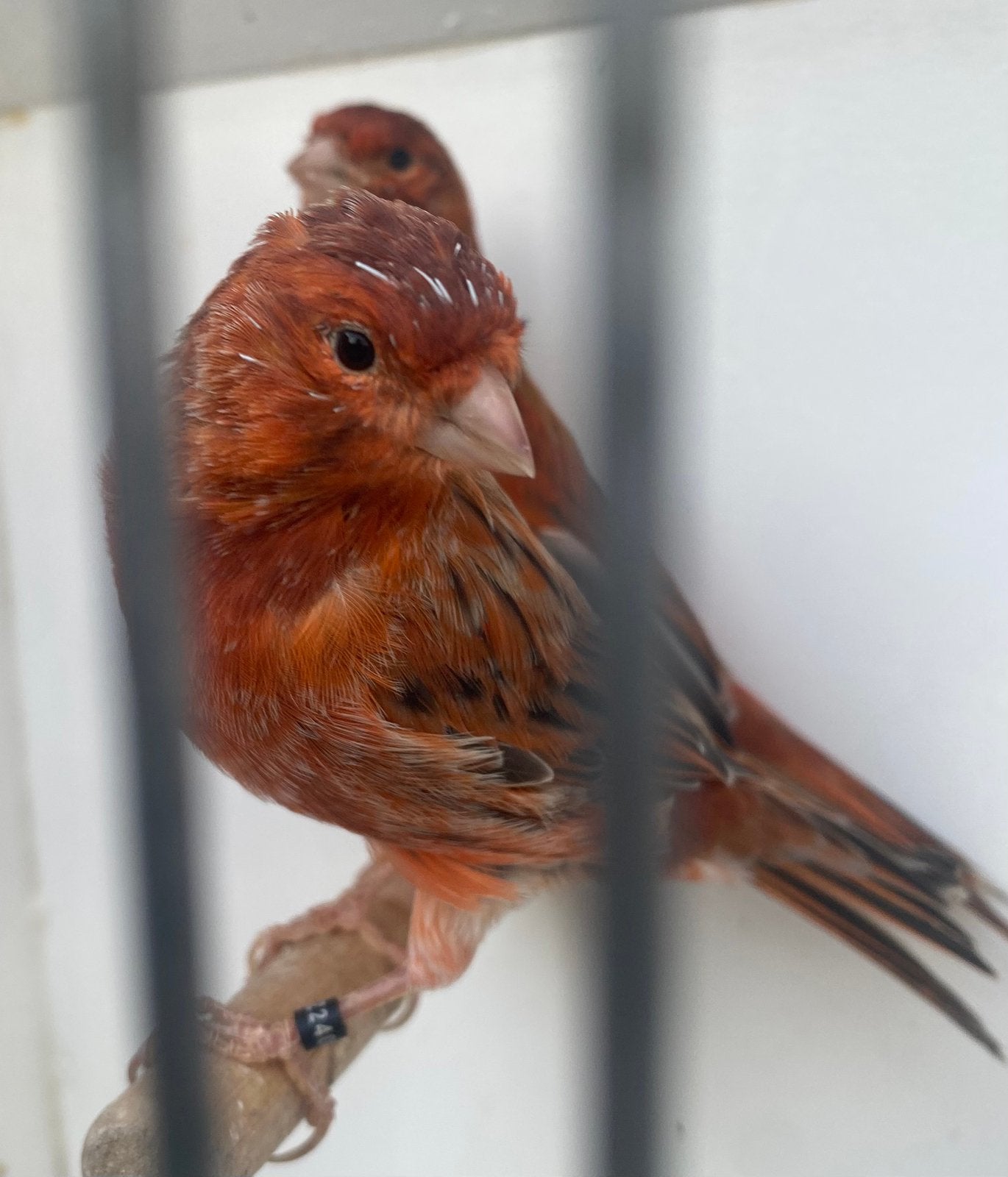 Rood agaat kanaries, Dieren en Toebehoren, Mannelijk, Kleurkanarie