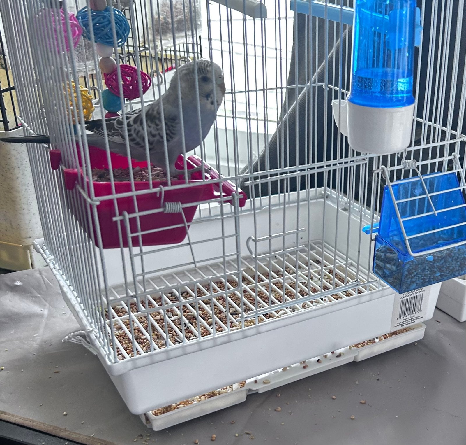 Jonge grasparkiet, Dieren en Toebehoren, Vogels | Parkieten en Papegaaien, Vrouwelijk, Parkiet