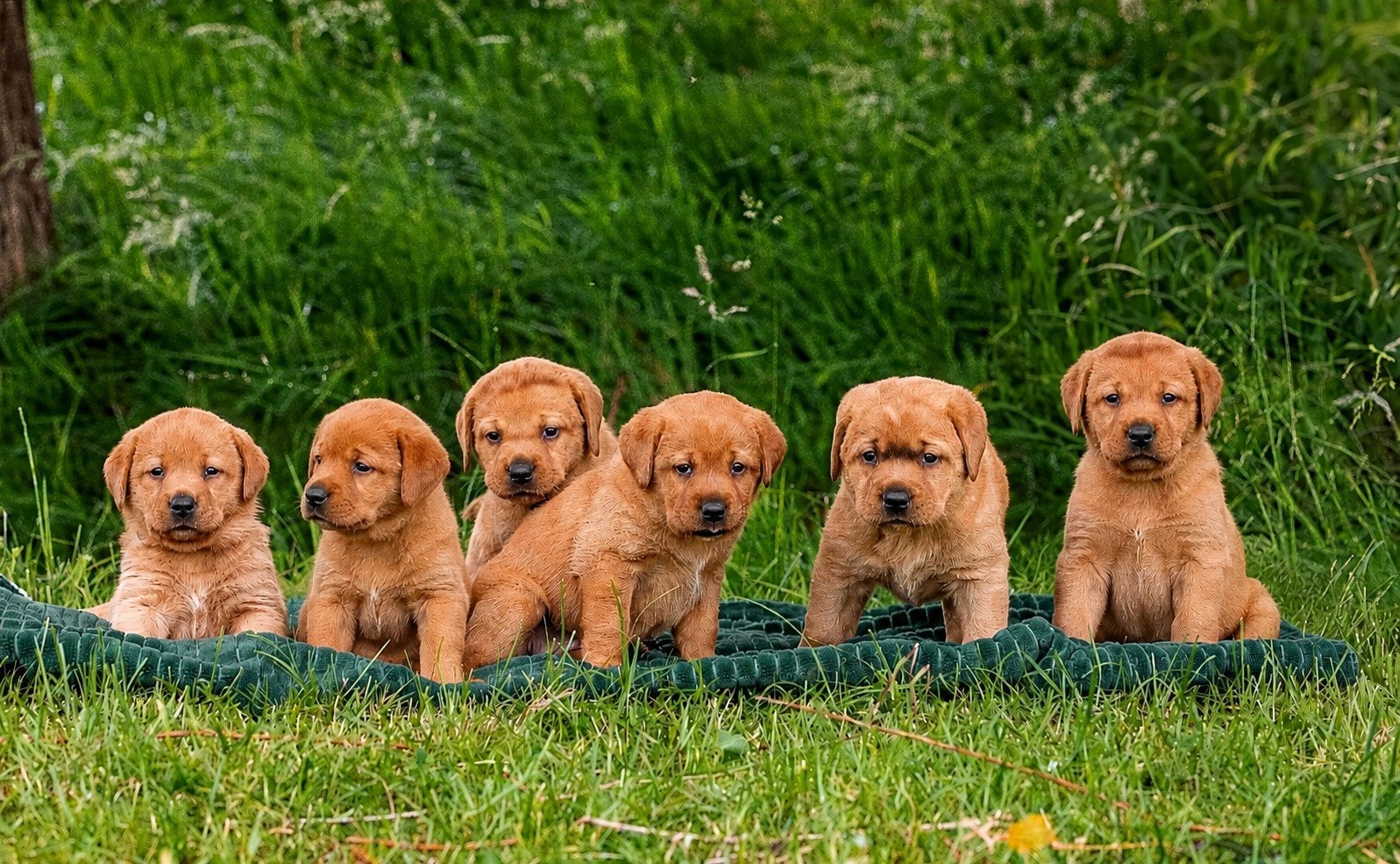 Nog 5 lieve mooie Fox Red Labrador puppy's te koop, Dieren en Toebehoren, 8 tot 15 weken, Labrador retriever, Parvo, Meerdere
