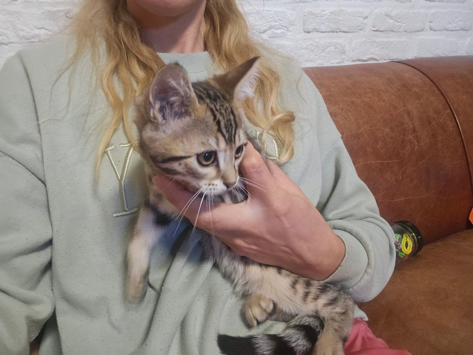 Bengaal kitten kruising compleet gevaccineerd en gecastreerd, Dieren en Toebehoren, Kater, Gechipt, 0 tot 2 jaar
