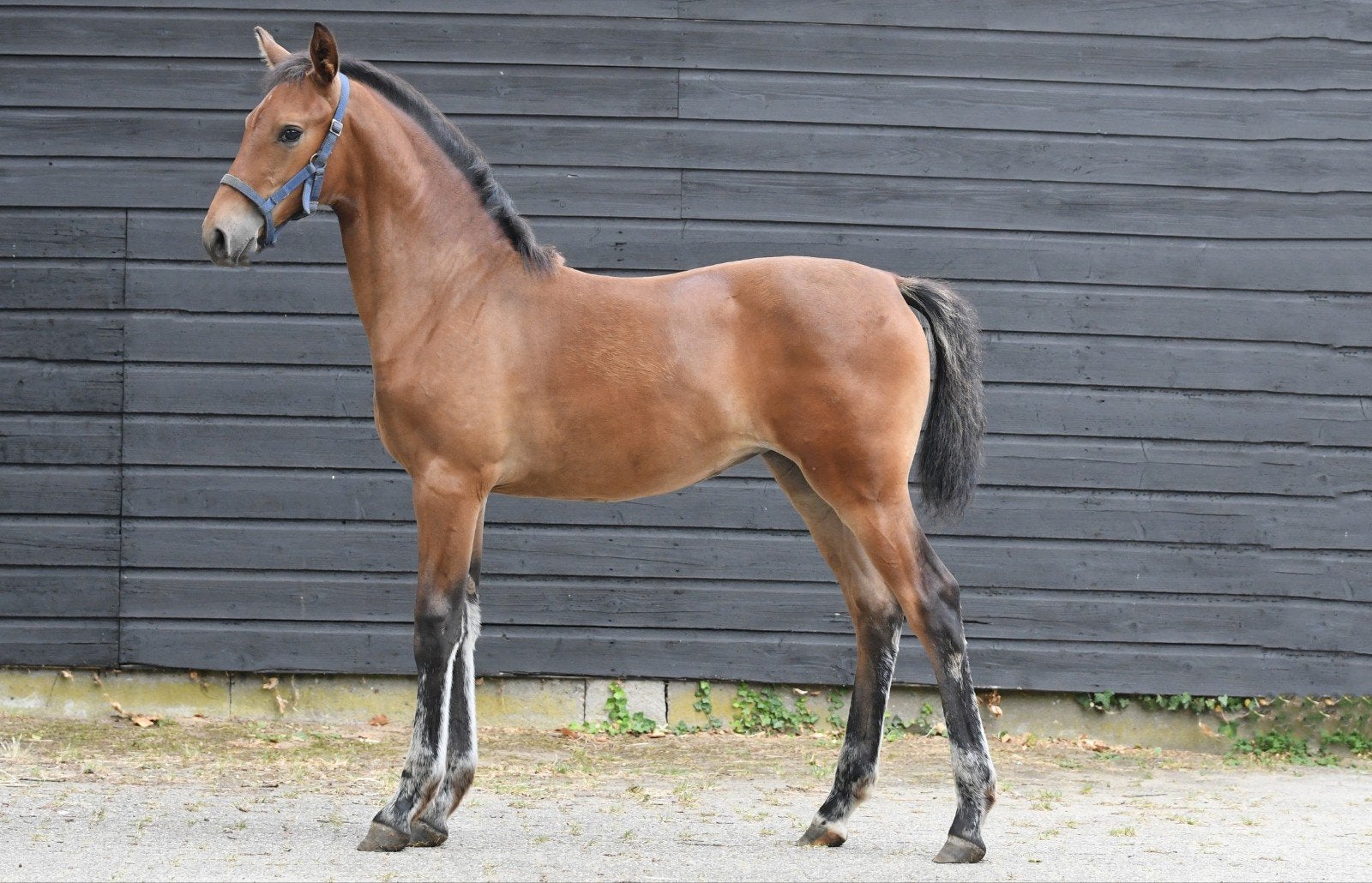 Te koop fraai luxe dressuur merrie veulen, Dieren en Toebehoren, Paarden, Merrie, Dressuurpaard, 0 tot 2 jaar
