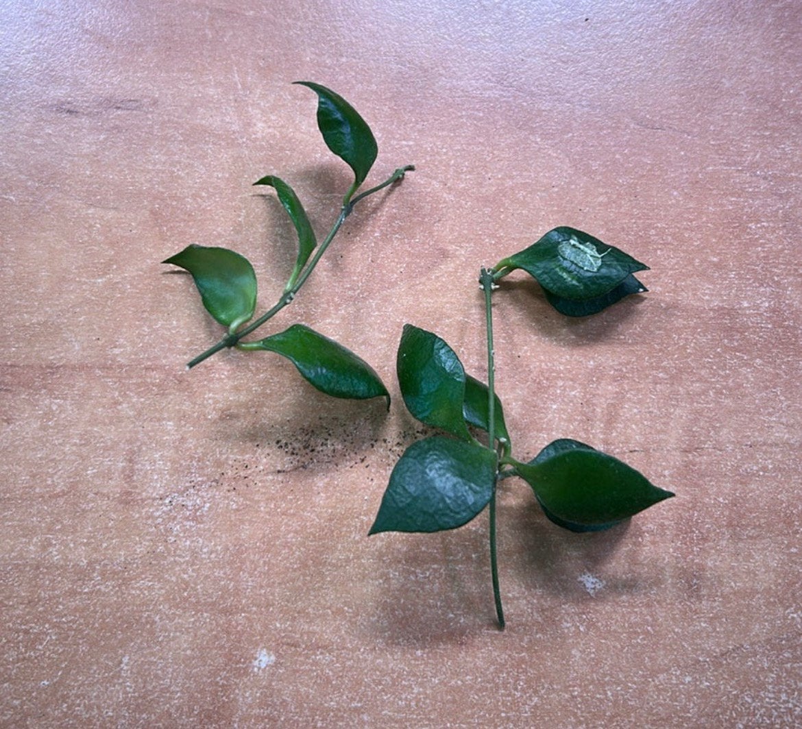 Hoya minutiflora (verse stek €15 per stuk), Huis en Inrichting, Kamerplanten, Ophalen of Verzenden, Halfschaduw, Minder dan 100 cm