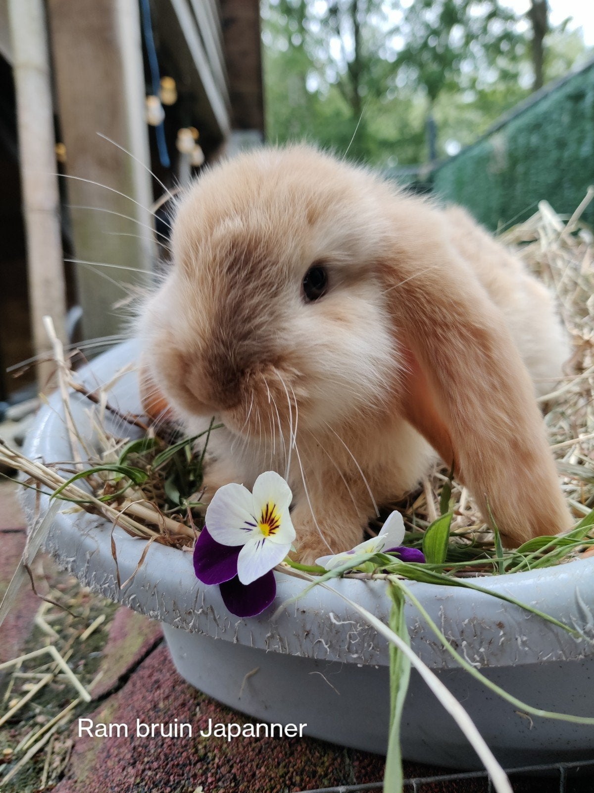 Franse hangoortjes, Dieren en Toebehoren, Konijnen, Meerdere dieren, Groot, Hangoor, 0 tot 2 jaar