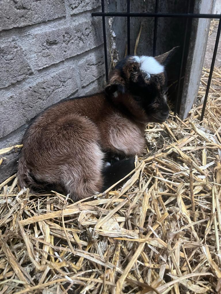 Super lieve geiten en bokken!, Dieren en Toebehoren, Vrouwelijk, Geit