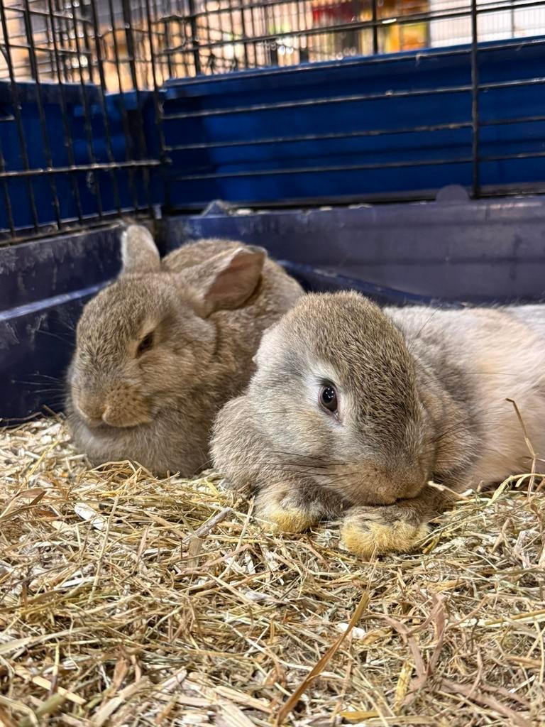 Konijnen, Dieren en Toebehoren, Meerdere dieren, Middelgroot, 0 tot 2 jaar