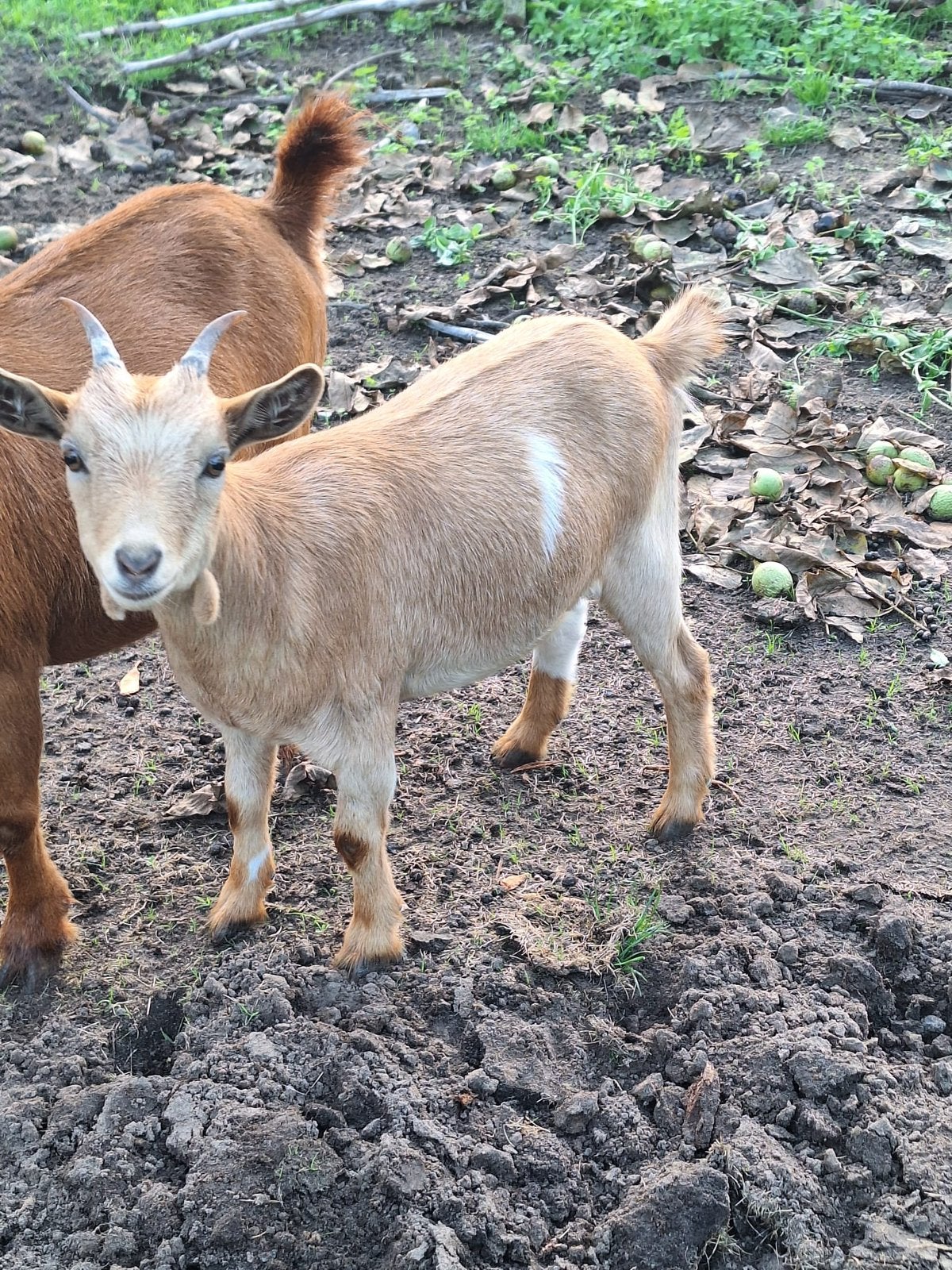 Geit te koop, Dieren en Toebehoren, Vrouwelijk, Geit, 0 tot 2 jaar