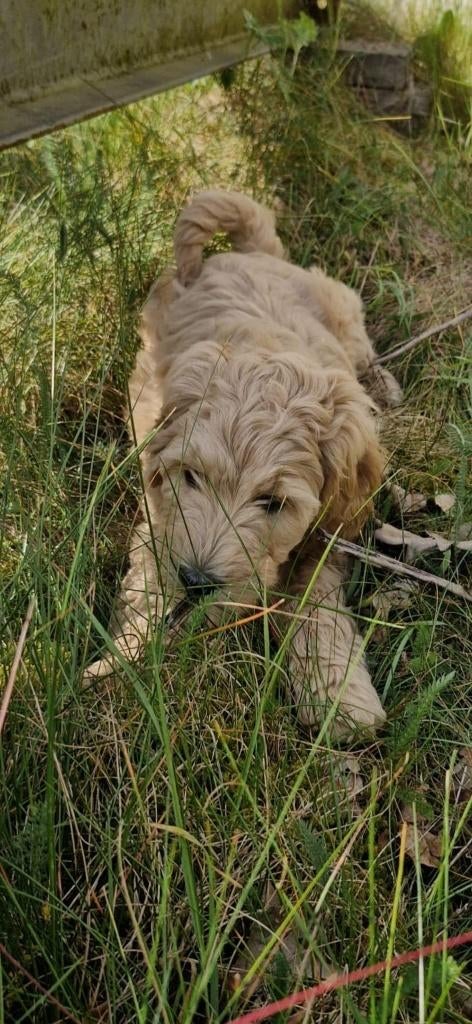 Prachtige Goldendoodle/Labradoodle Teefje te koop, Parvo, Overige rassen, 8 tot 15 weken, Meerdere
