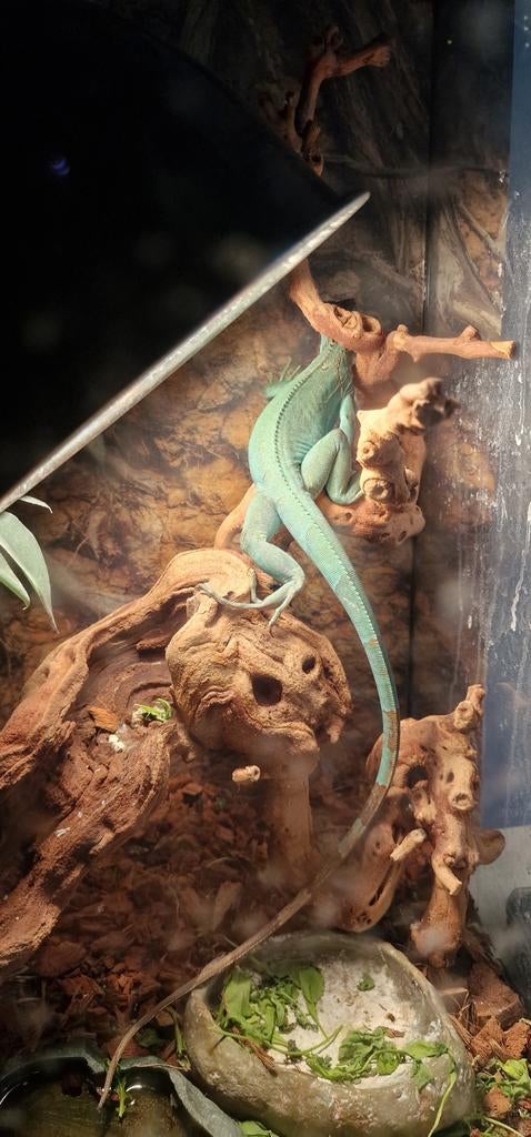 Iguana, Hagedis, 0 tot 2 jaar