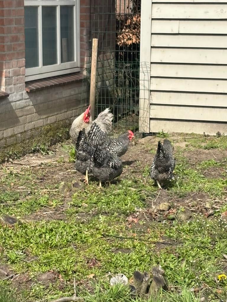 Gele mooie amrock kippe te koop, Dieren en Toebehoren, Pluimvee