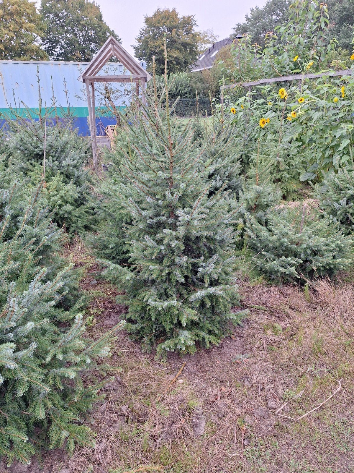 kerstbomen omoroka, Ophalen, Overige soorten