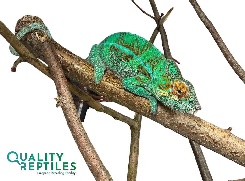 Panter kameleon -Fucifer pardalis (Nose be,Ambilobe,Djangoa), Slang, Met terrarium, 0 tot 2 jaar