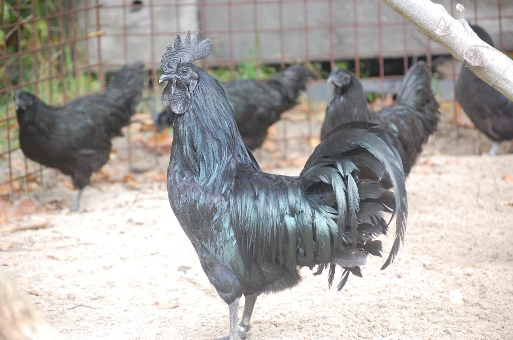 BROEDEIEREN "AYAM CEMANI", MEEST GEPIGMENTEERDE KIP!, Dieren en Toebehoren, Pluimvee, Geslacht onbekend, Kip