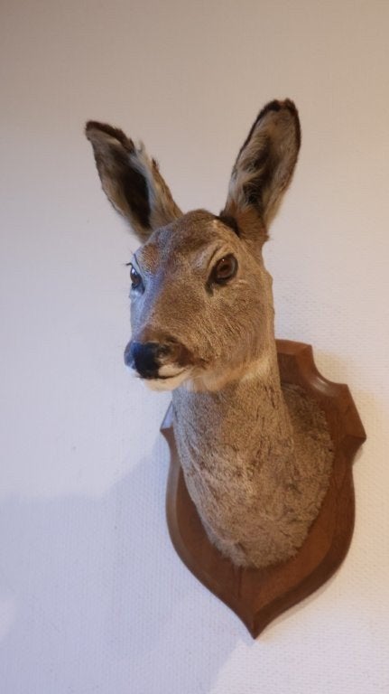 Taxidermie Opgezette Reeënkop, Ophalen of Verzenden, Gebruikt, Hert, Gewei of Kop