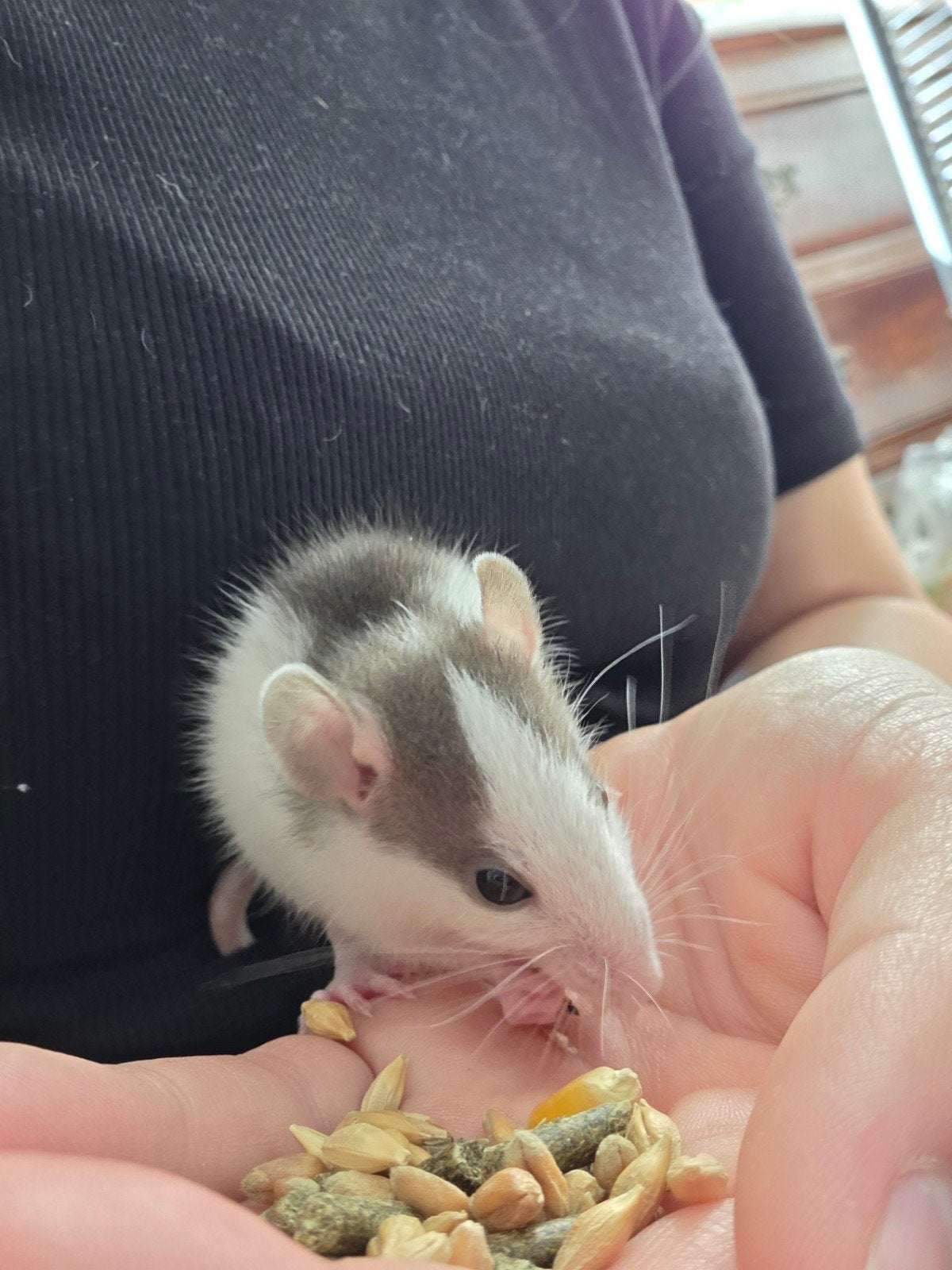 Lief Dumbo ratje mannetje/ritten tam, Dieren en Toebehoren, Knaagdieren, Rat, Mannelijk, Mei, Tam