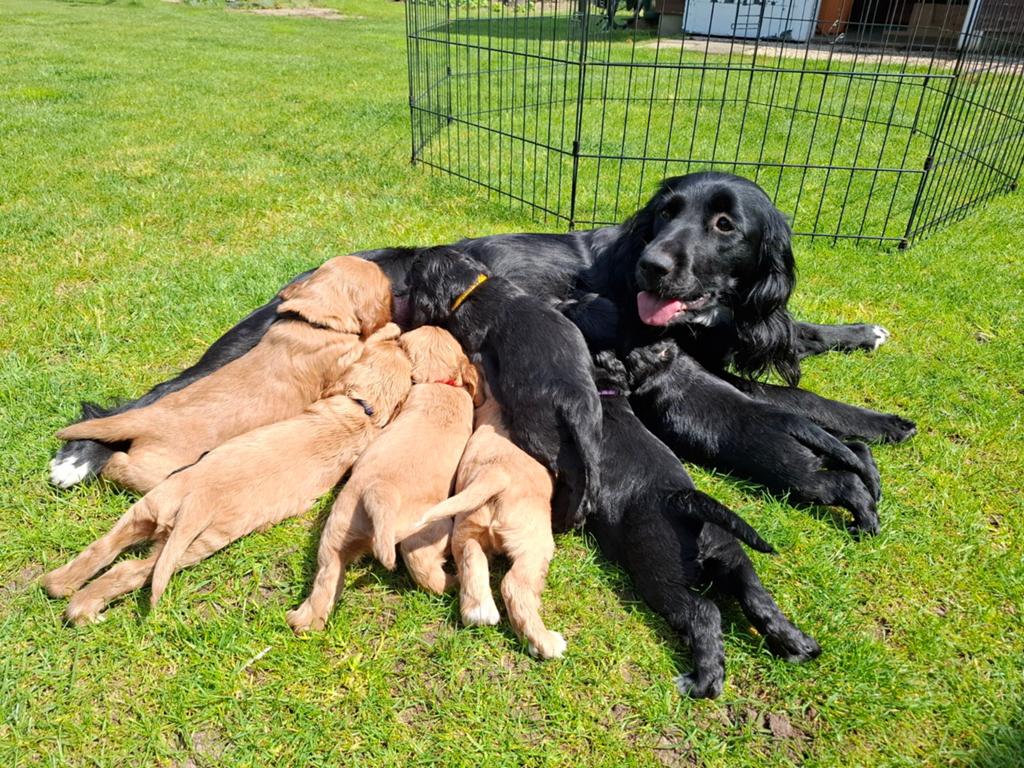 Cocker Spaniel pups, Dieren en Toebehoren, Overige rassen, 8 tot 15 weken, Meerdere, Meerdere dieren