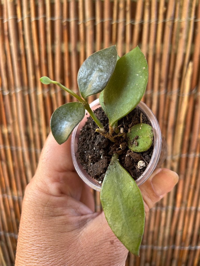 Hoya nummularoides🪴, Huis en Inrichting, Kamerplanten, In pot, Minder dan 100 cm, Bloeiende kamerplant, Halfschaduw