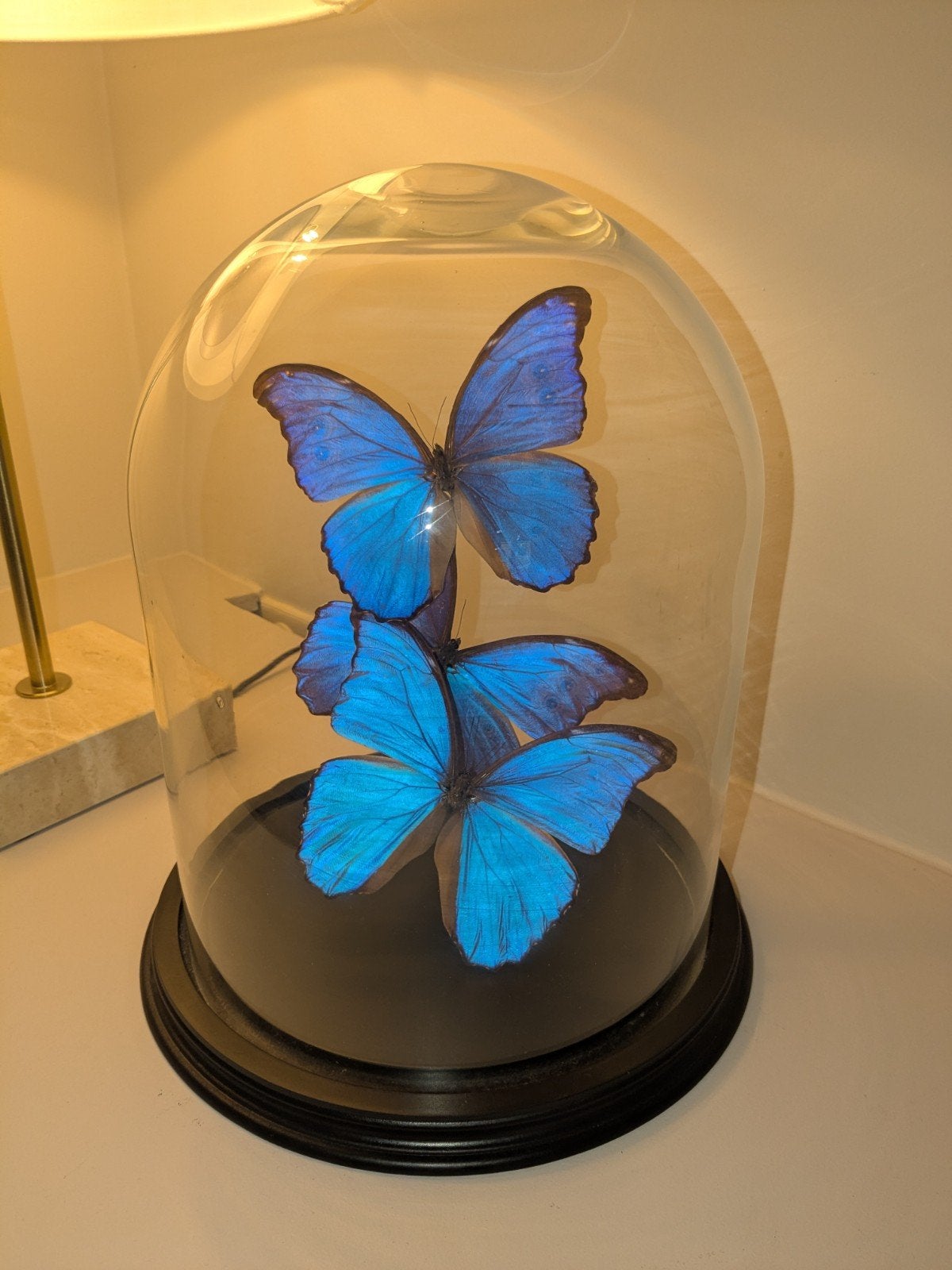 Drie echte Morpho vlinders in glazen stolp, Ophalen, Zo goed als nieuw