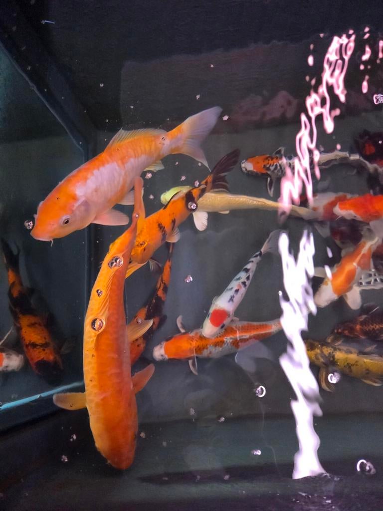 HQ Import koi mix - Ca. 30 / 35 cm - Koidream Valburg, Karper of Koi